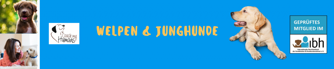 Welpen- & Junghundetraining