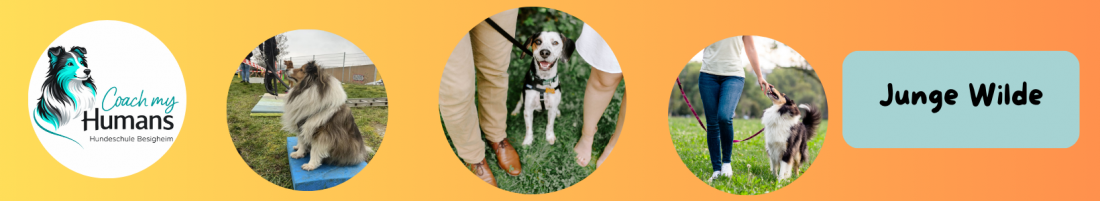 Junge Wilde - Die Junghunde-Gruppe 