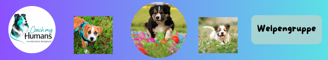Welpengruppe