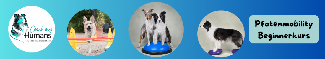 Pfoten Mobility - Beginnerkurs Hundefitness