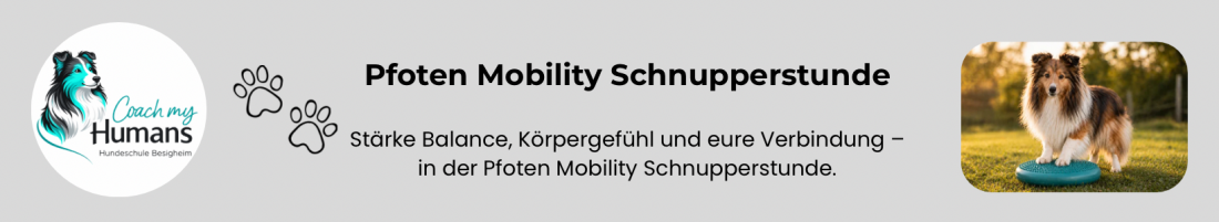 Pfoten Mobility – Schnupperstunde